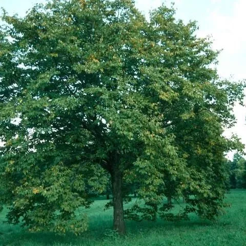 thumbnail for publication: Ostrya virginiana: American Hophornbeam